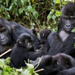 Mountain Gorillas in Uganda