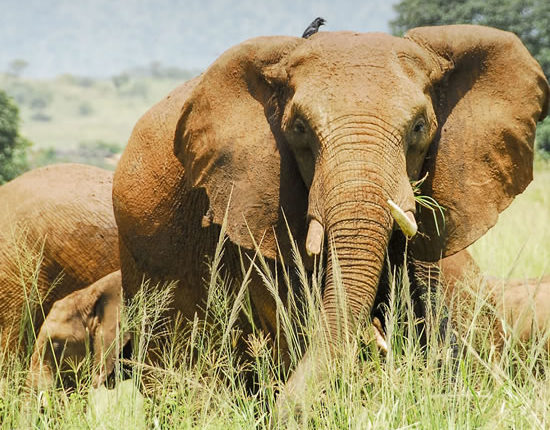 Akagera National Park