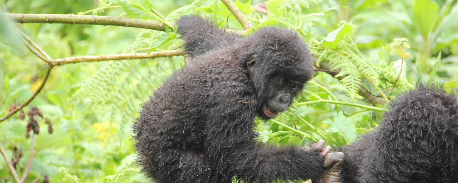 Mountain Gorilla up in Tree branches