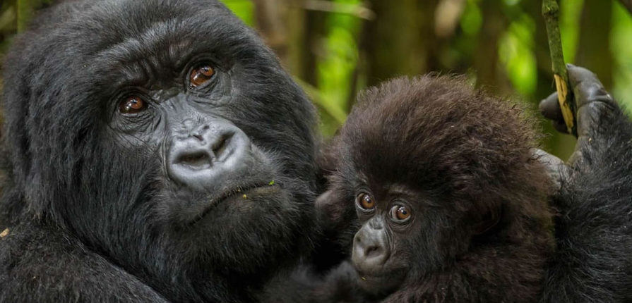 Trek Gorillas in Rwanda