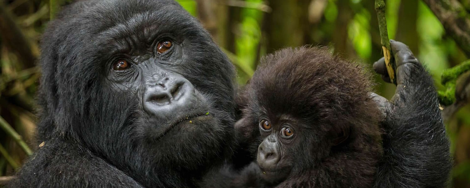 Trek Gorillas in Rwanda